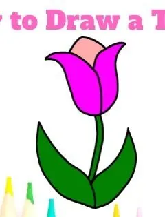 How to Draw a Tulip