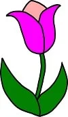 How to Draw a Tulip step 6