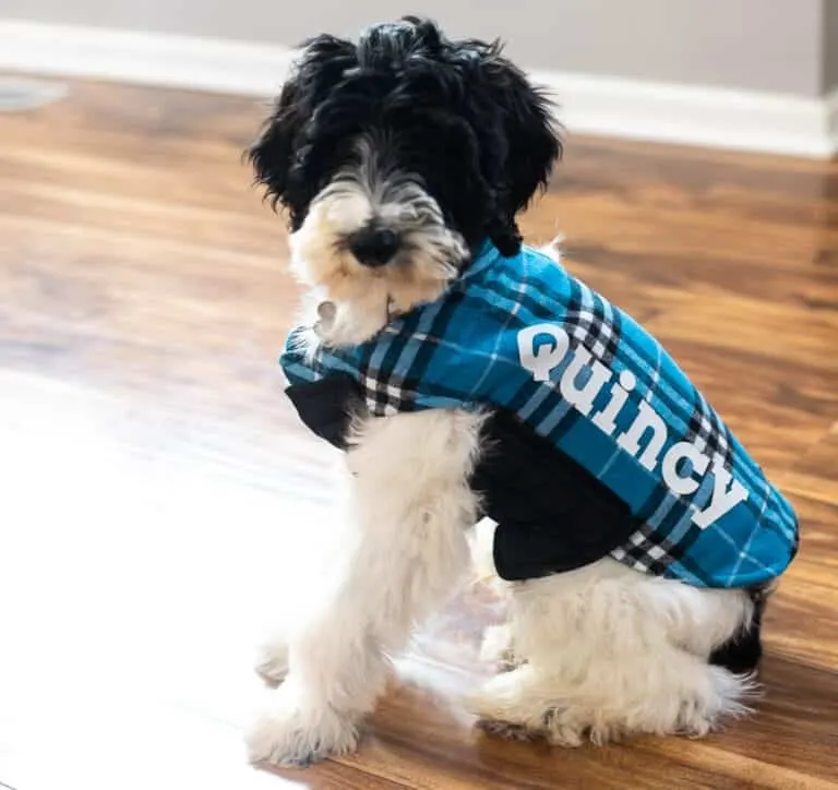 dog wearing a personalized jacket