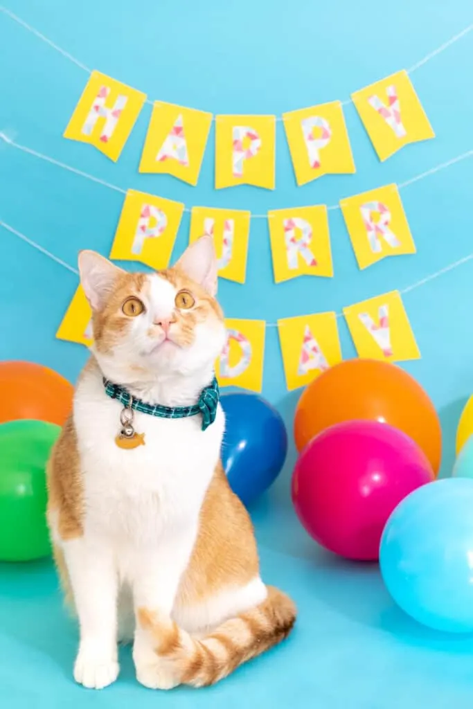 birthday banner with a cat in front