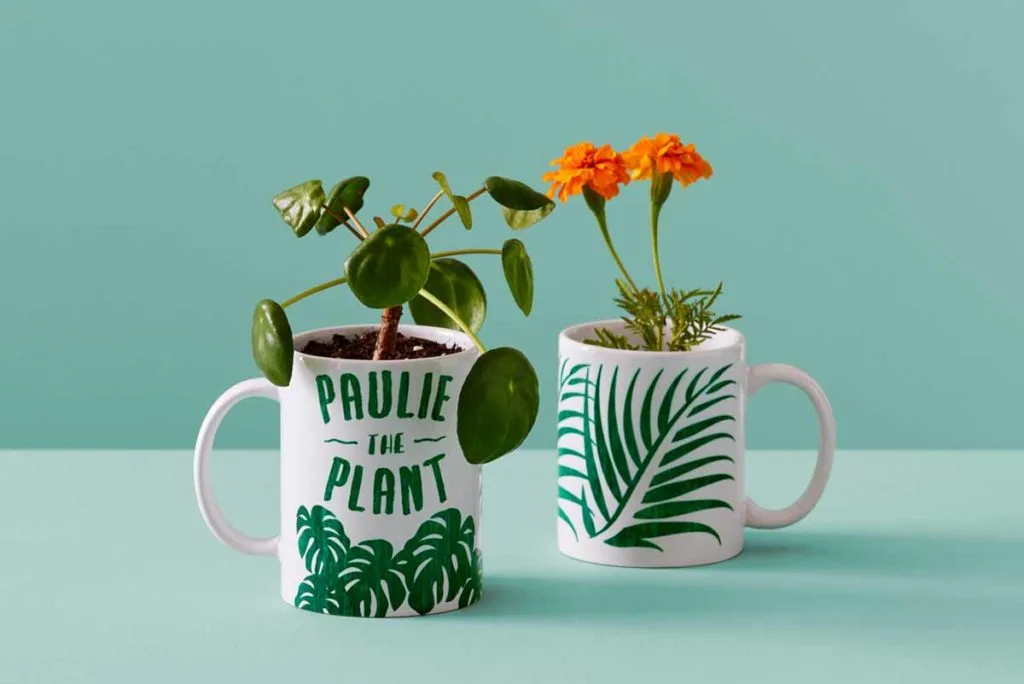 two mugs with potted plants inside
