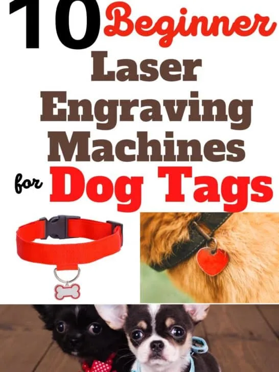 two dogs wearing collar with tags