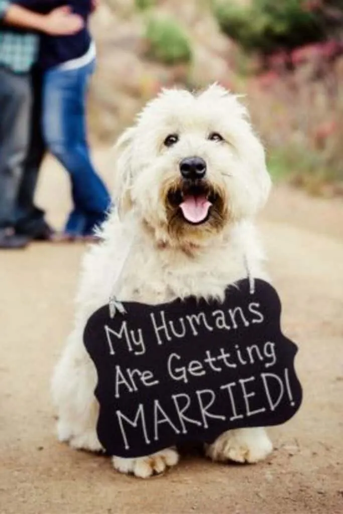 Announce your engagement with this charming 'My Humans Are Getting Married' sign. Let your dog spread the joyful news in the cutest way possible, making them a part of your wedding journey.
